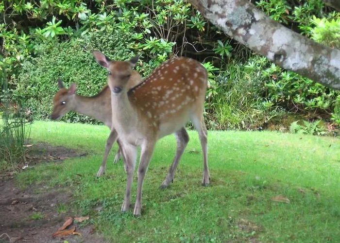 Frühstückspension Friary View
